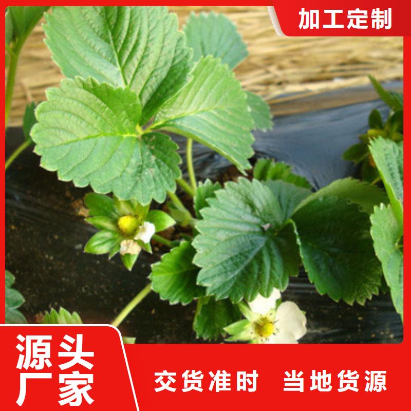 新丰哪里卖白果草莓苗，白果草莓苗哪里有批发的质量层层把关