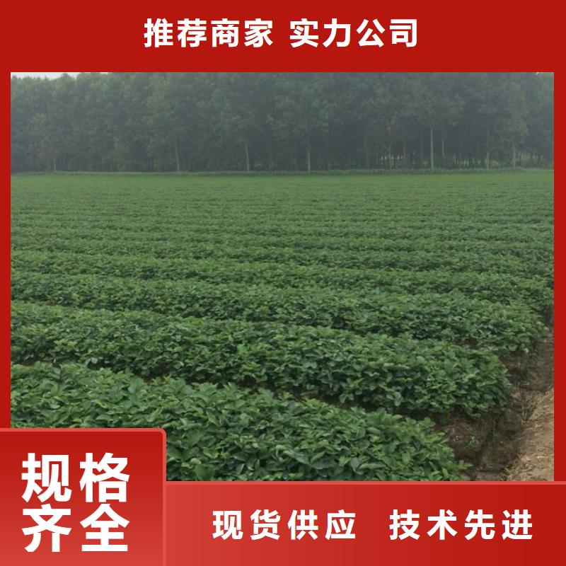 乐东县甜宝草莓苗为您服务支持拿样