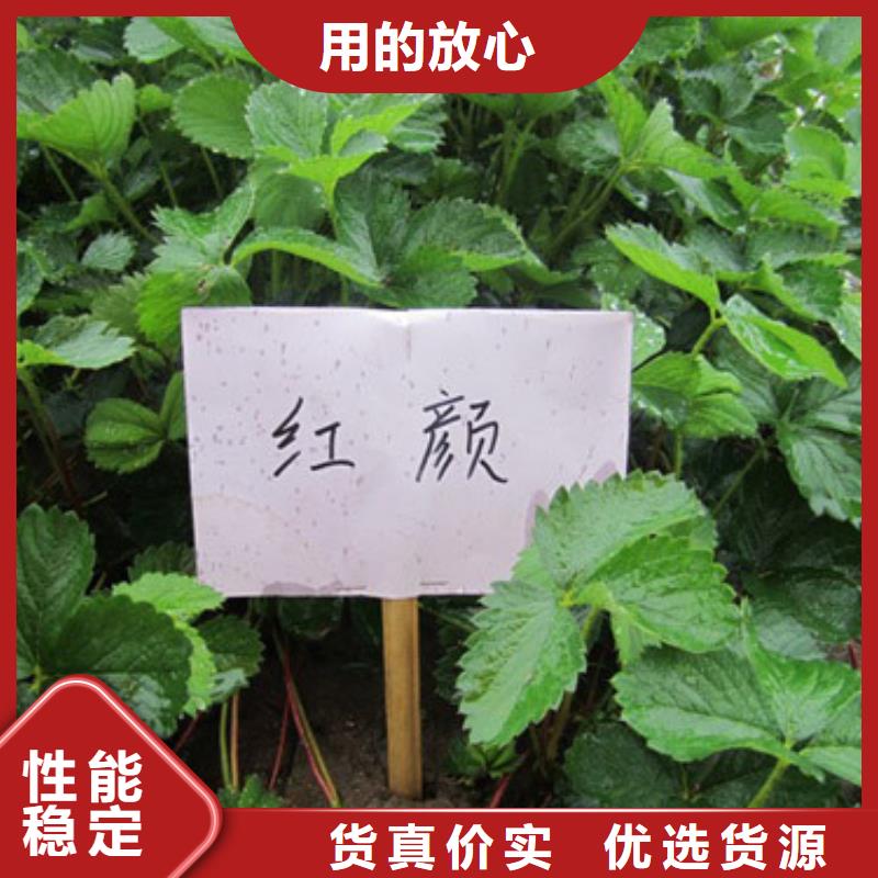 自治区牛奶草莓苗2025年报价拥有核心技术优势
