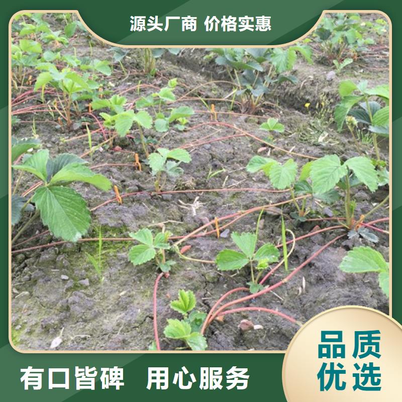 泰和艳丽草莓苗厂家现货当地经销商