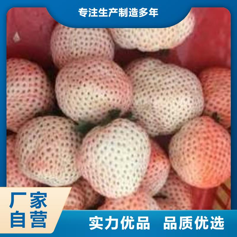 四季草莓苗供货商当地供应商