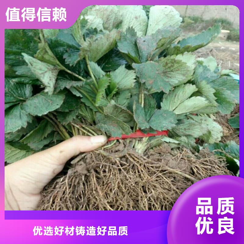 章姬草莓苗哪里有专注产品质量与服务