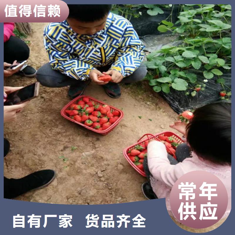 有现货的艳丽草莓苗供应商同城生产厂家