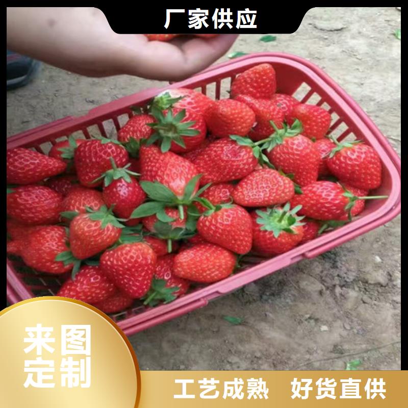 妙香草莓苗多少钱一棵质优价保