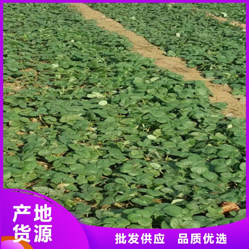 永丰供应艳丽草莓苗，艳丽草莓苗基地批发产品性能