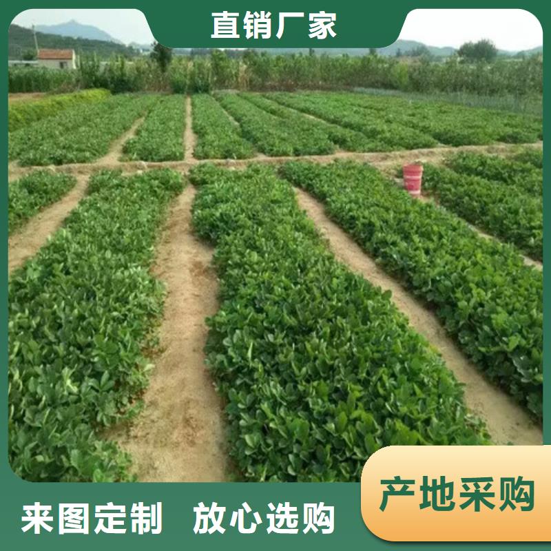 天等基地批发红颊草莓苗，红颊草莓苗耐储存品种物美价优