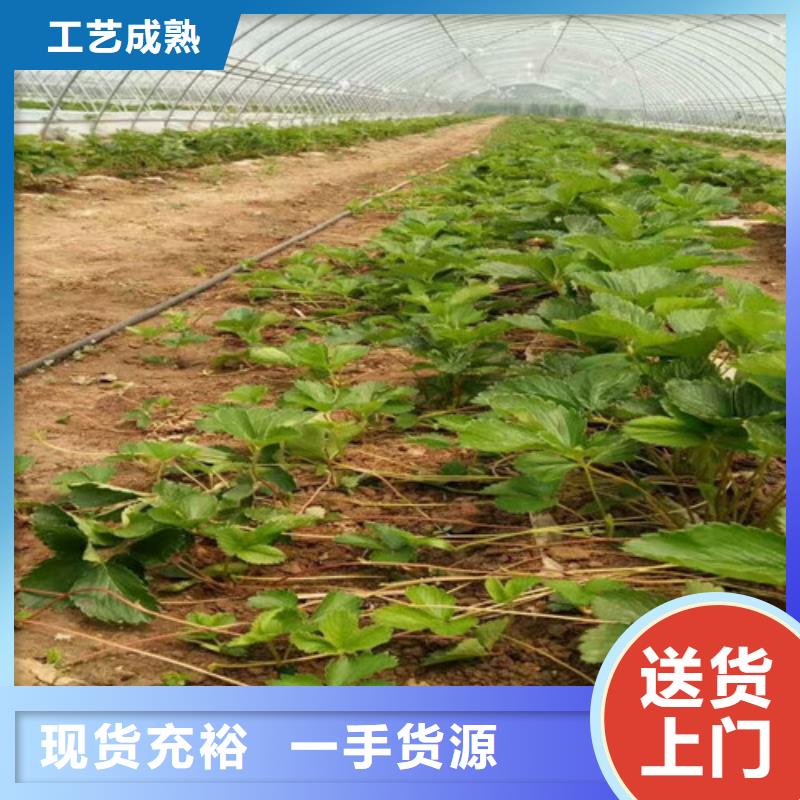 我想买香蕉草莓苗，香蕉草莓苗2025更新中(今日/商情)我们更专业