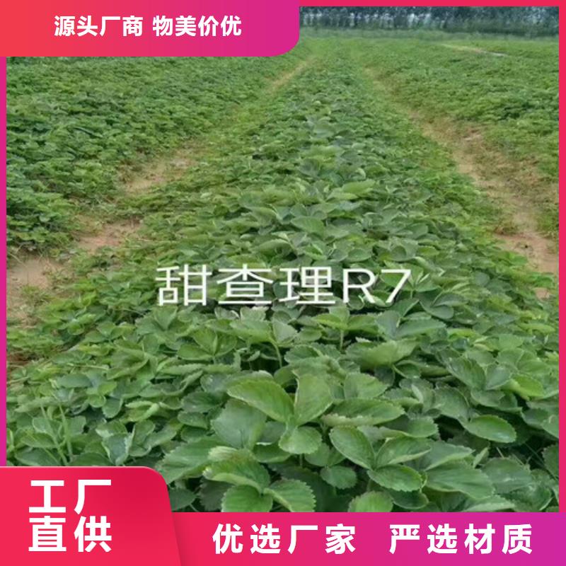 弋江哪里卖妙香7号草莓苗，妙香7号草莓苗价格多少当地厂家