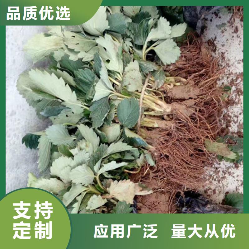 供应巧克力草莓苗，巧克力草莓苗培育当地制造商