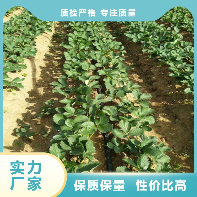 基地批发菠萝草莓苗，菠萝草莓苗种植品种选择产地直销
