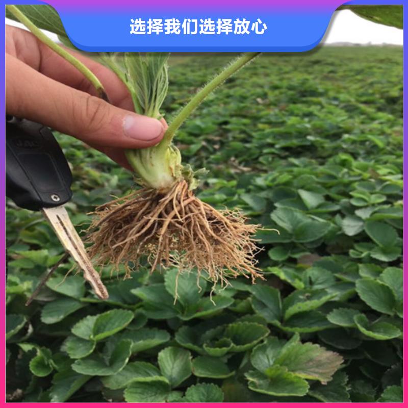 生产艳丽草莓苗_品牌厂家随心所欲定制