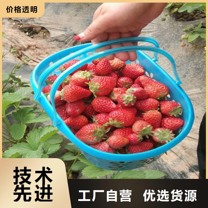 我想买隋珠草莓苗，隋珠草莓苗多少钱一棵免费询价