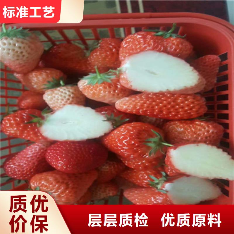 妙香草莓苗本地生产商