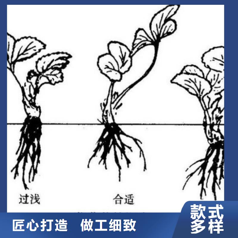 基地批发红颜草莓苗，红颜草莓苗育苗厂家同城经销商