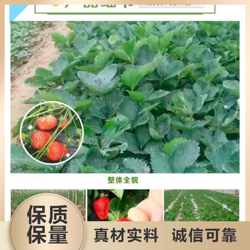 弋江一年生巧克力草莓苗，巧克力草莓苗亩产多少当地品牌