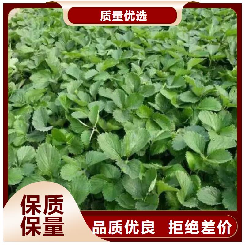 红99草莓苗质量靠得住随心所欲定制