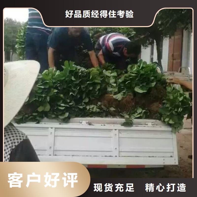 四季草莓苗高产丰收同城经销商