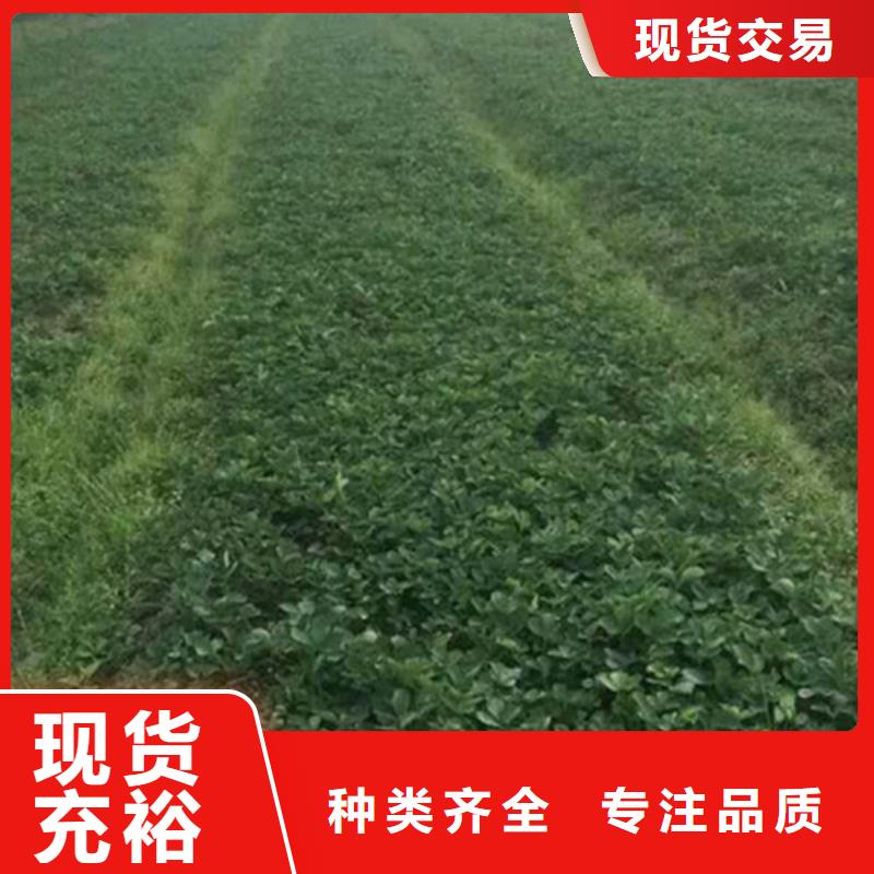 鸠江香蕉品种草莓苗亩产多少供您所需