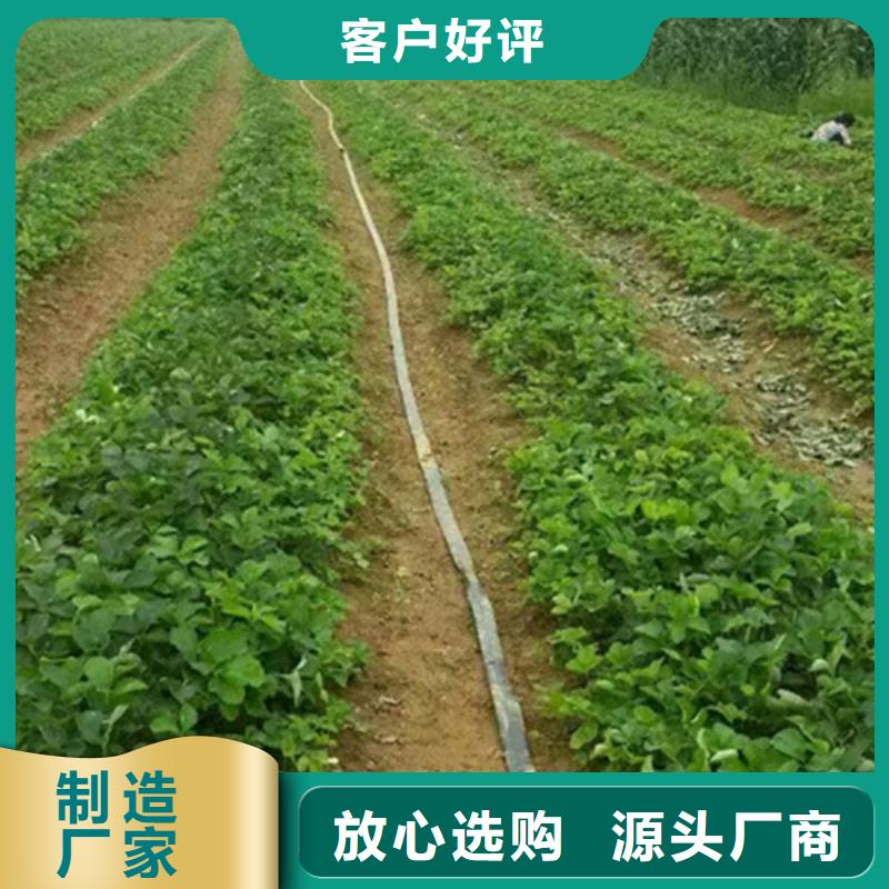 供应脱毒草莓苗，脱毒草莓苗高产丰收联系厂家