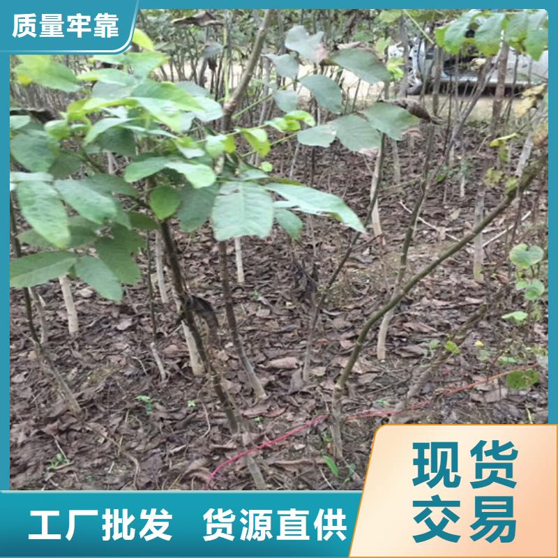 碧根果树苗哪里纯正同城生产厂家