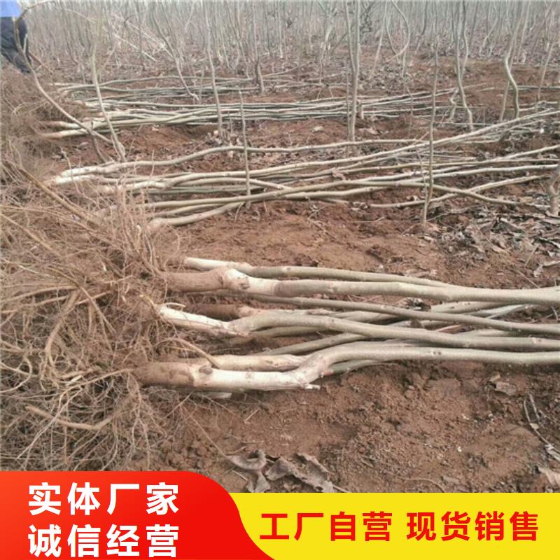 矮化核桃苗高产丰收不断创新