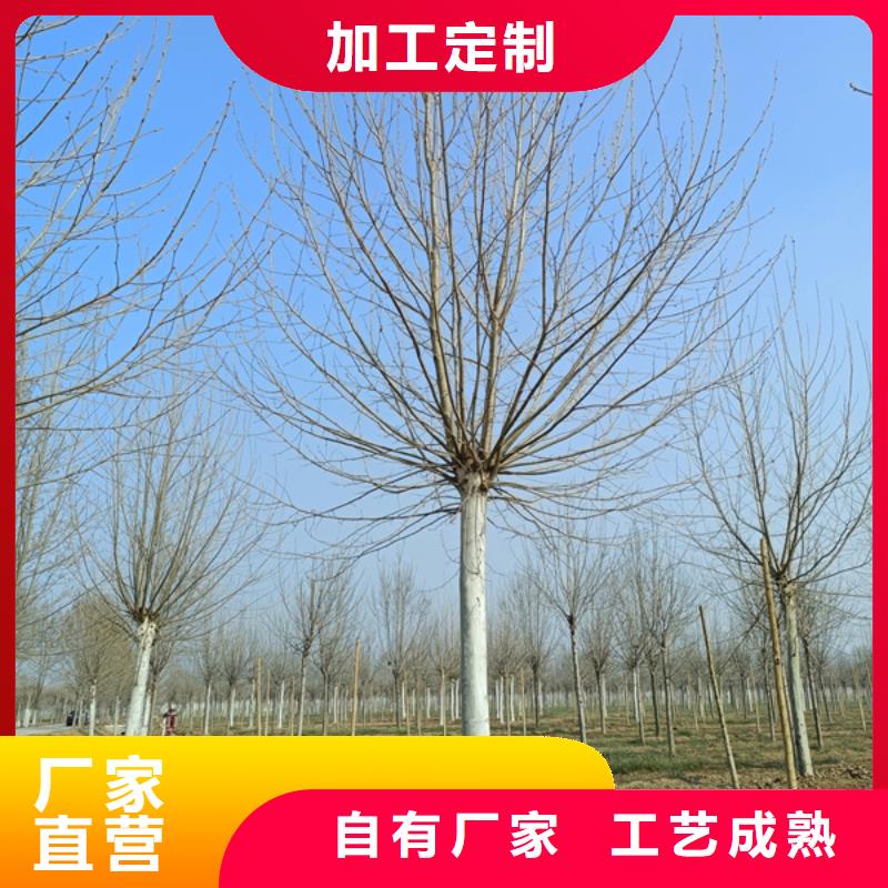 18公分法桐欢迎电询法桐甄选好厂家