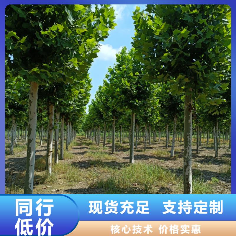 速生法桐-购买省心现货采购