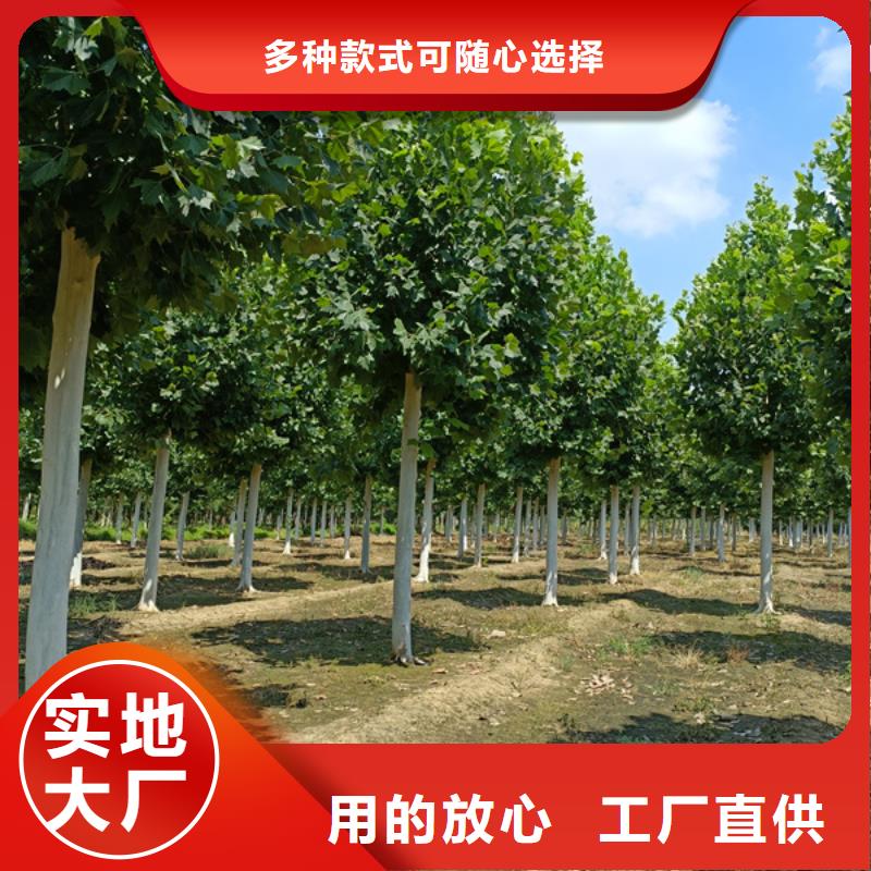 法桐价格货源充足法桐当地公司