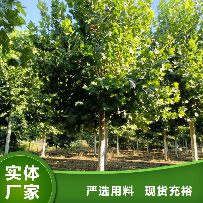 造型法桐放心选择法桐实体厂家支持定制