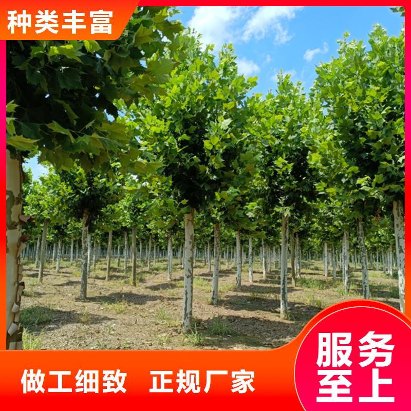 速生法桐用途广厂家直销值得选择