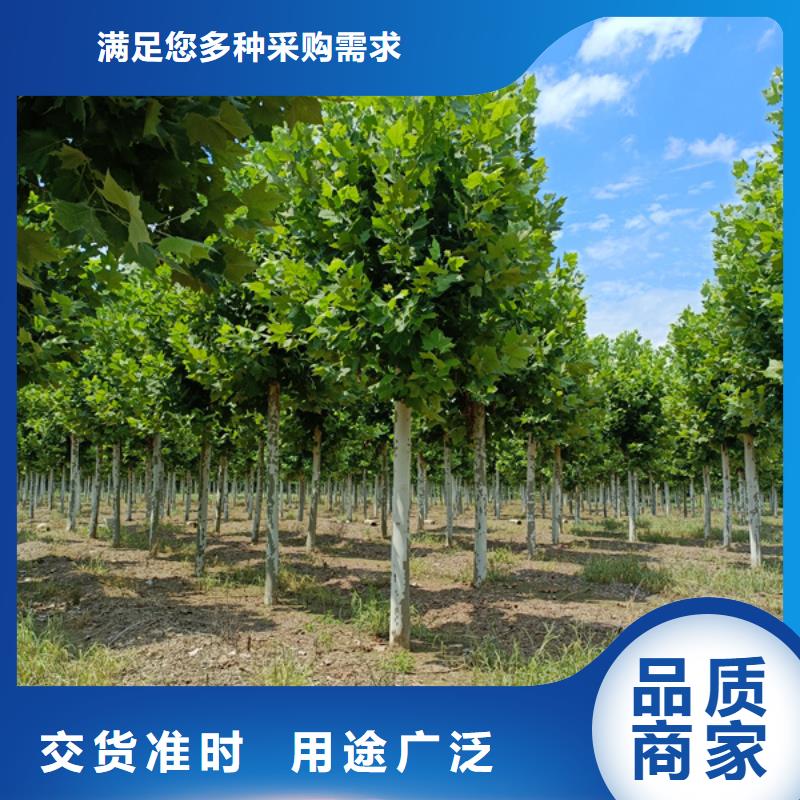 22公分法桐价格欢迎电询法桐打造行业品质