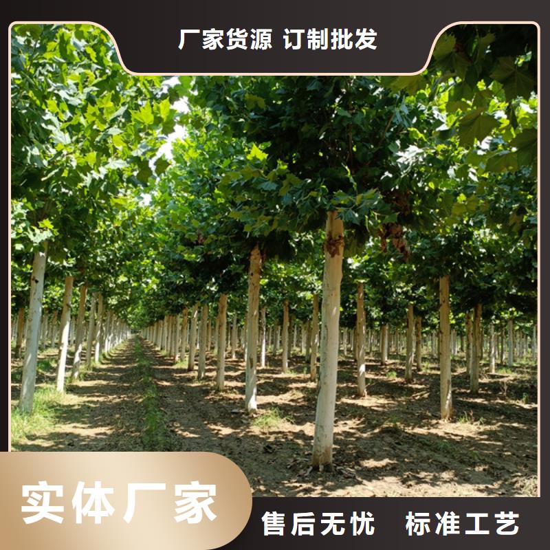 白沙县法桐价格供应法桐源头厂家供应