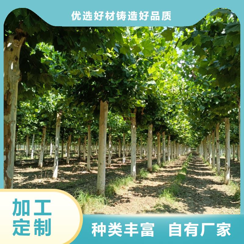 速生法桐量大从优法桐分类和特点