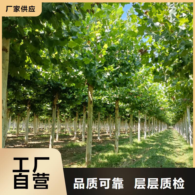 法桐价格欢迎来电法桐本地生产厂家