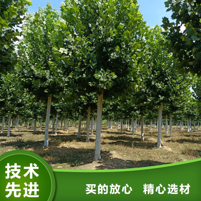 法桐价格价格实惠法桐本地经销商