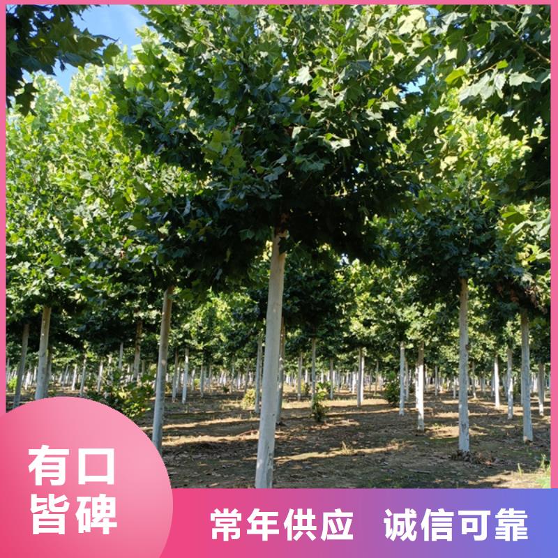 法国梧桐欢迎来电法桐匠心制造