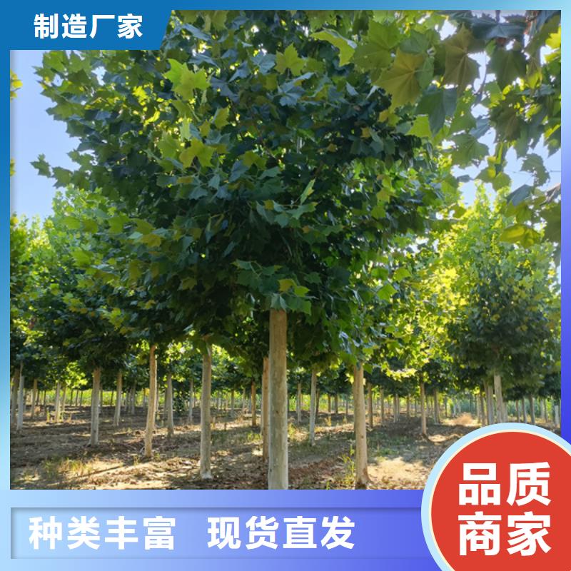 法桐价格_保障同城品牌