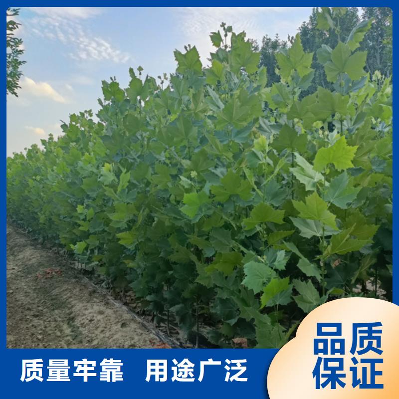 法桐小苗量大从优质量好