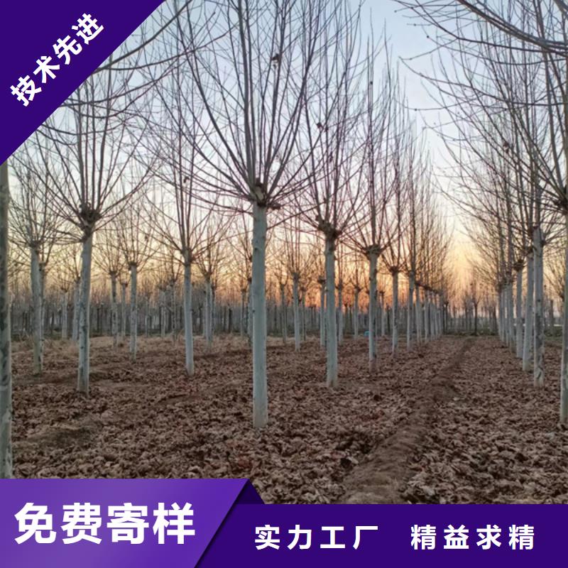 法桐小苗供应法桐经验丰富品质可靠
