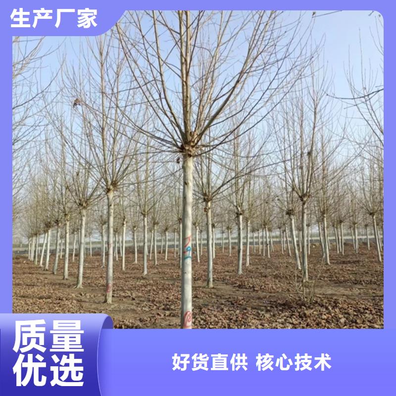 法桐价格定做厂家厂家拥有先进的设备