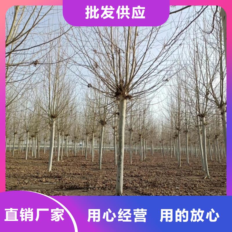 法国梧桐实力工厂放心选购优选货源