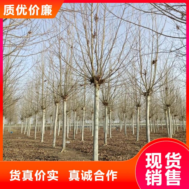 法桐小苗种植基地法桐同城厂家