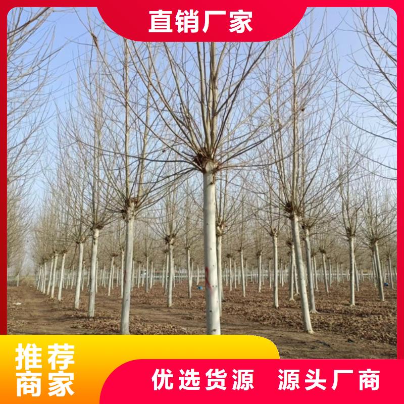 10公分法桐基地法桐种类齐全