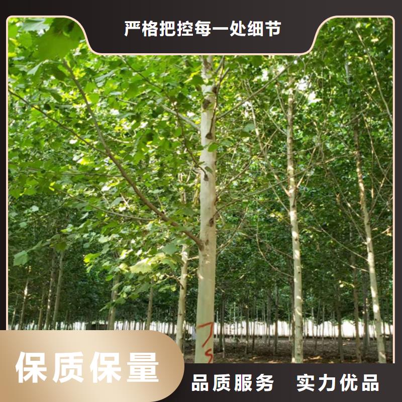 法桐造型法桐速生法桐法桐小苗详情电话咨询同城供应商