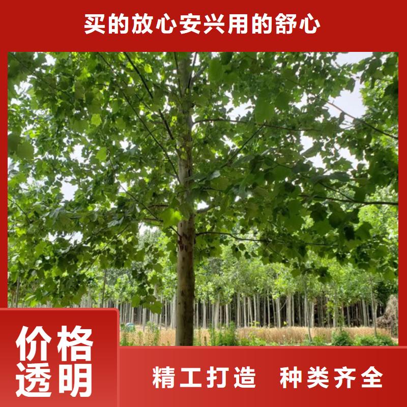 法国梧桐欢迎咨询法桐同城货源