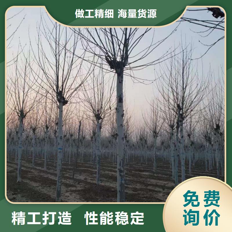 15公分法桐价格量大从优法桐为您精心挑选