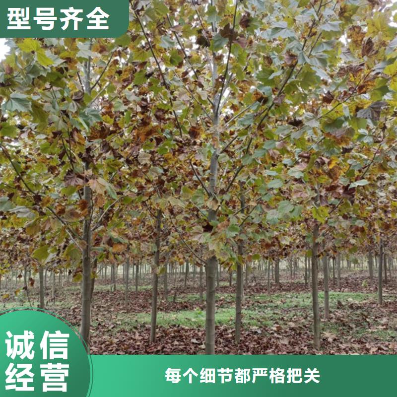 造型法桐种植基地法桐用品质赢得客户信赖