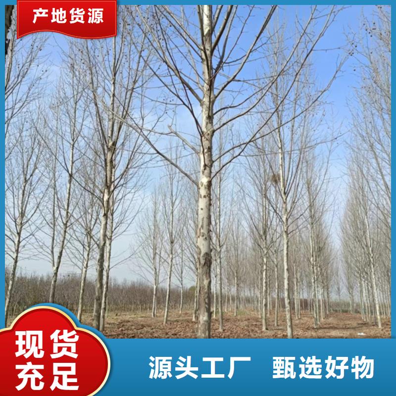 法桐价格基地法桐一站式采购商