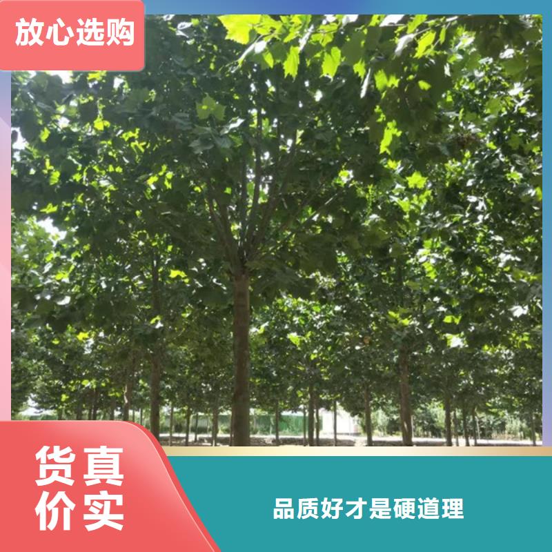 法桐小苗价格行情发货迅速