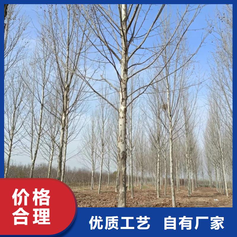 法桐造型法桐速生法桐法桐小苗优选企业精挑细选好货